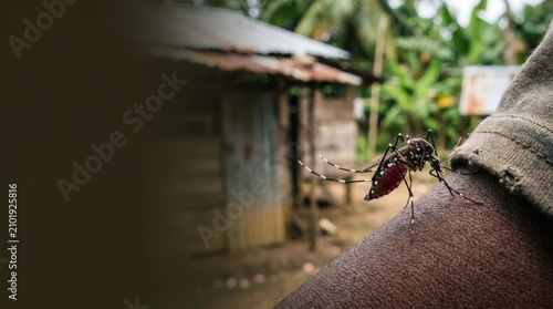 Macro detail of striped Aedes aegypti mosquito biting human skin in tropical rural village with blurred shack background, highlighting dengue fever risk and global health disease concerns.