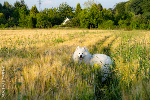 Canvastavla White Samoyed Dog in Golden Wheat Field, Autumn Harvest and Pet Lifestyle