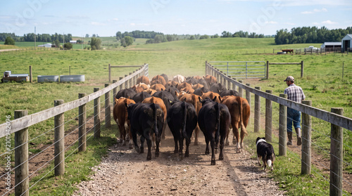 A herd of cattle walking along a dusty farm path, guided by a farmer and a dog under a clear blue sky