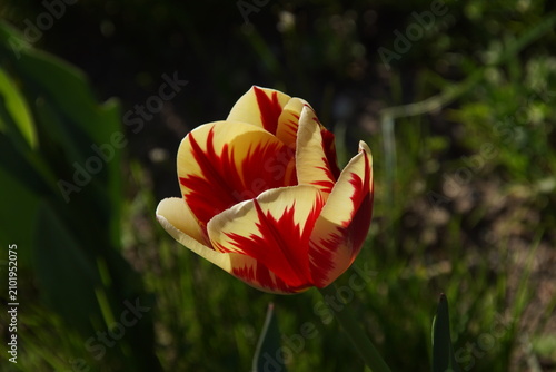 white tulip flower flames
