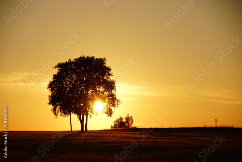 sunset and tree