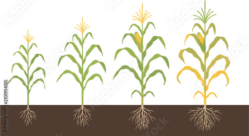 Quadro su tela Corn growth stages vector illustration showing plant development from seedling t