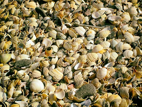 seashells on the beach