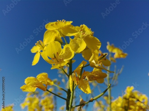 yellow flowers against blue sky