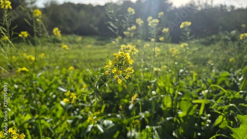 Yellow Wildflowers Blooming in Sunlit Green Meadow Field