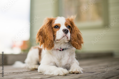 Fotografía Portrait of a cavalier spaniel puppy lying on a wooden porch
