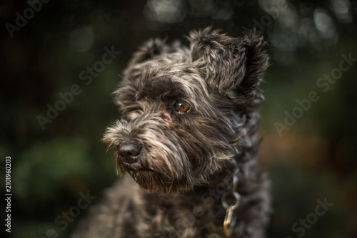 Fotografie Close-up profile portrait of a gray schnauzer dog in dark woodland