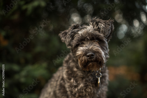 Obraz na plátne Gray schnauzer dog tilting its head with a curious expression in the woods