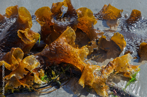 Bild auf Leinwand Sugar kelp or Saccharina latissima washed up on the beach at Ballywalter County