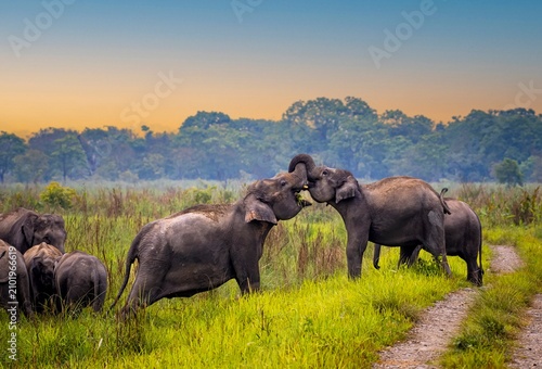 Photography The Asian elephant, also known as the Asiatic elephant, is the only living species in the genus Elephas