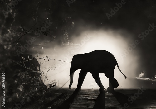 Photography The Asian elephant, also known as the Asiatic elephant, is the only living species in the genus Elephas