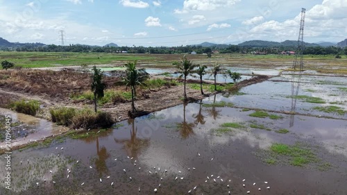 This picturesque scene features expansive rice paddies filled with water, bordered by lush palm trees, with mountains in the background