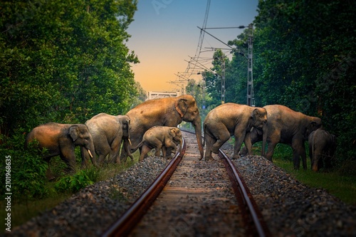 The Asian elephant, also known as the Asiatic elephant, is the only living species in the genus Elephas. It is the largest living land animal in Asia and the second largest living in the world.