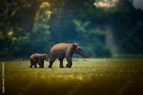 фотографія The Asian elephant, also known as the Asiatic elephant, is the only living species in the genus Elephas