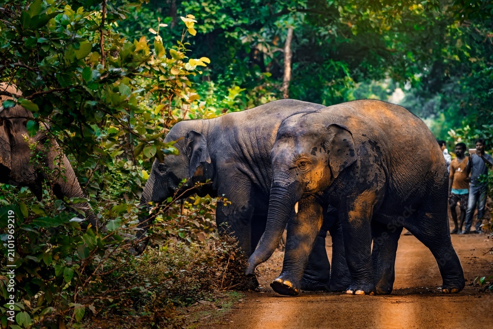 Fototapeta premium The Asian elephant, also known as the Asiatic elephant, is the only living species in the genus Elephas. It is the largest living land animal in Asia and the second largest living in the world.