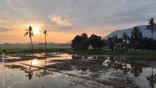 Sunset glows softly over rice fields. Water reflects golden light and palm silhouettes