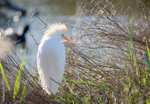 Fotografie Western cattle egret