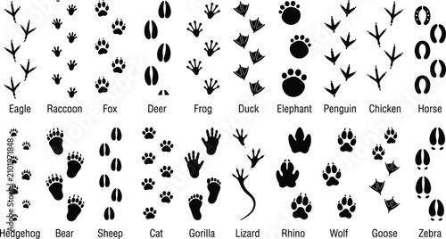 Tableau sur toile Animals footprint tracks