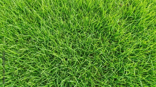 Vibrant lush green grass blades captured from a high angle perspective showing detailed organic texture and natural patterns in a bright sunny meadow during the beautiful spring season of growth