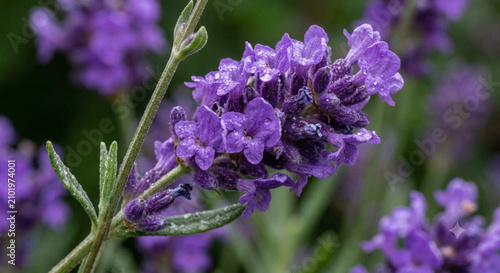 close up of lavender