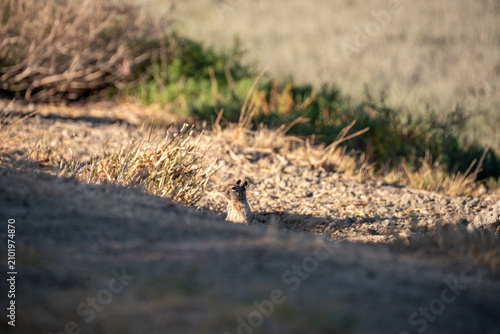 Canvastavla Alert squirrel peeking out from its burrow in dry grassy terrain