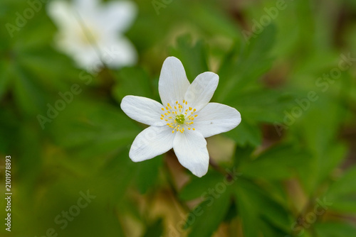 Weiße Buschwindröschenblüte im Frühlingswald – Anemone nemorosa als Makroaufnahme