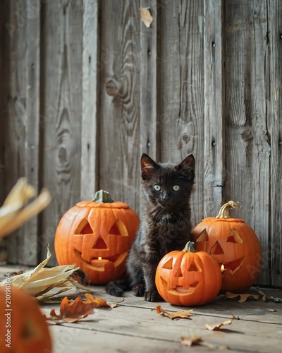 Charming black kitten with jack o' lanterns a festive halloween scene for autumn decor
