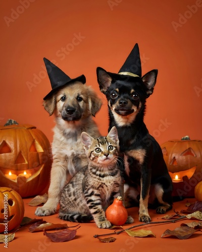 Festive halloween pets golden retriever puppy chihuahua and tabby kitten in witch hats with pumpkins