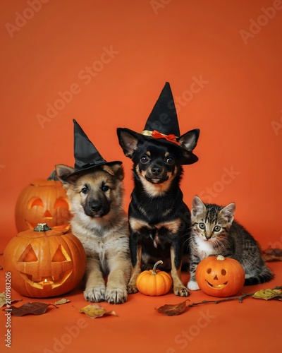 Adorable halloween pets german shepherd puppy chihuahua and kitten in festive fall scene with pumpkins