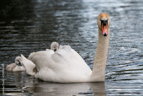 Schwan mit Küken