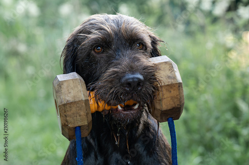 Jagdhund apportiert