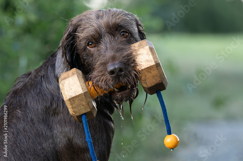 Jagdhund apportiert