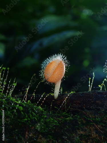mushroom in the forest