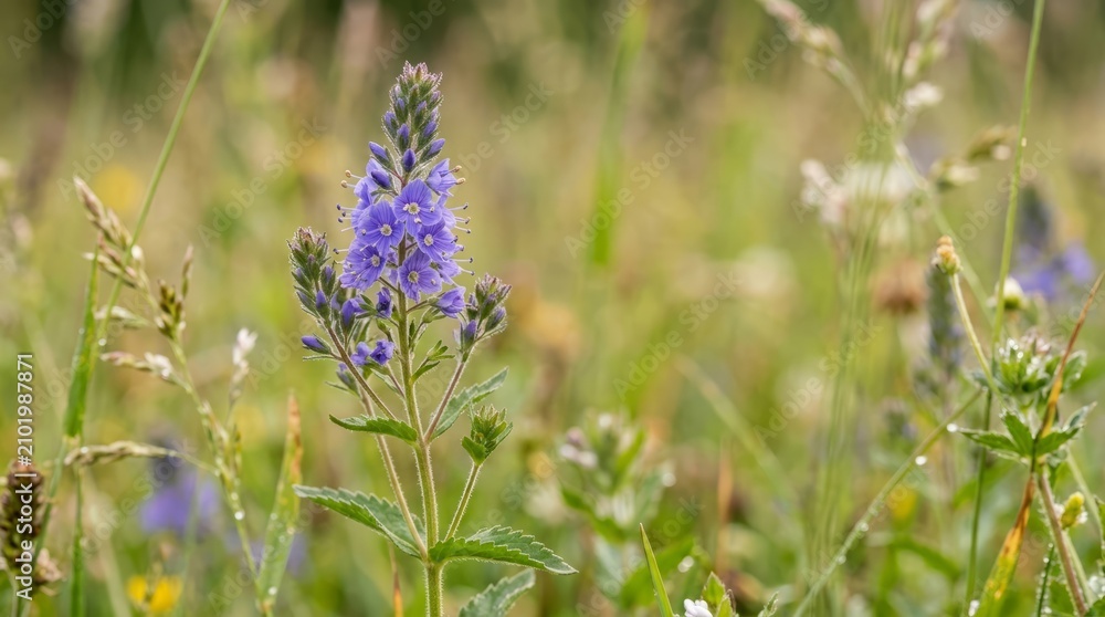 Obraz premium Purple wildflowers blooming in a sunlit meadow during summer.