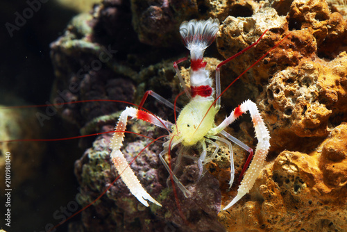 Golden Coral Banded Shrimp (Stenopus zanzibaricus)
