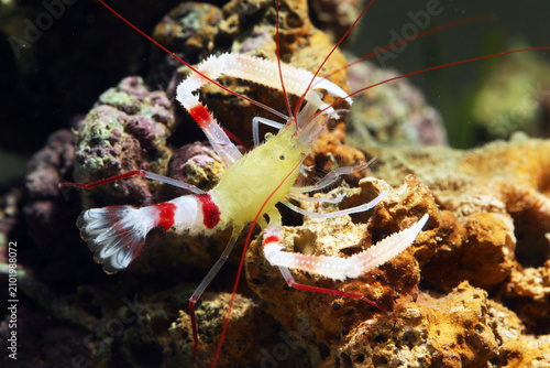 Canvas Print Gold-banded coral shrimp (Stenopus zanzibaricus) in tropical reef aquarium