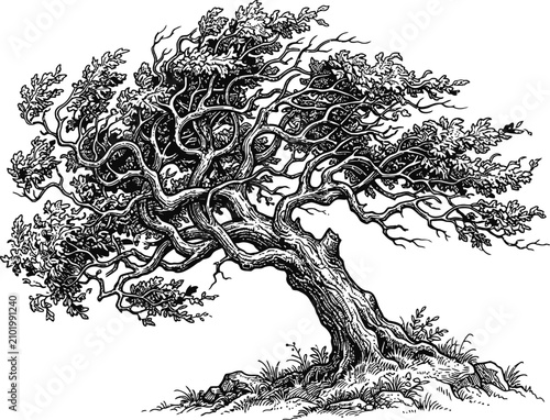 Vintage oak tree engraving, hand drawn gnarled old tree vector, black and white botanical illustration of a weathered oak with twisted branches