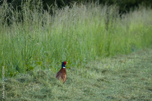 Pheasant among the tall green grass