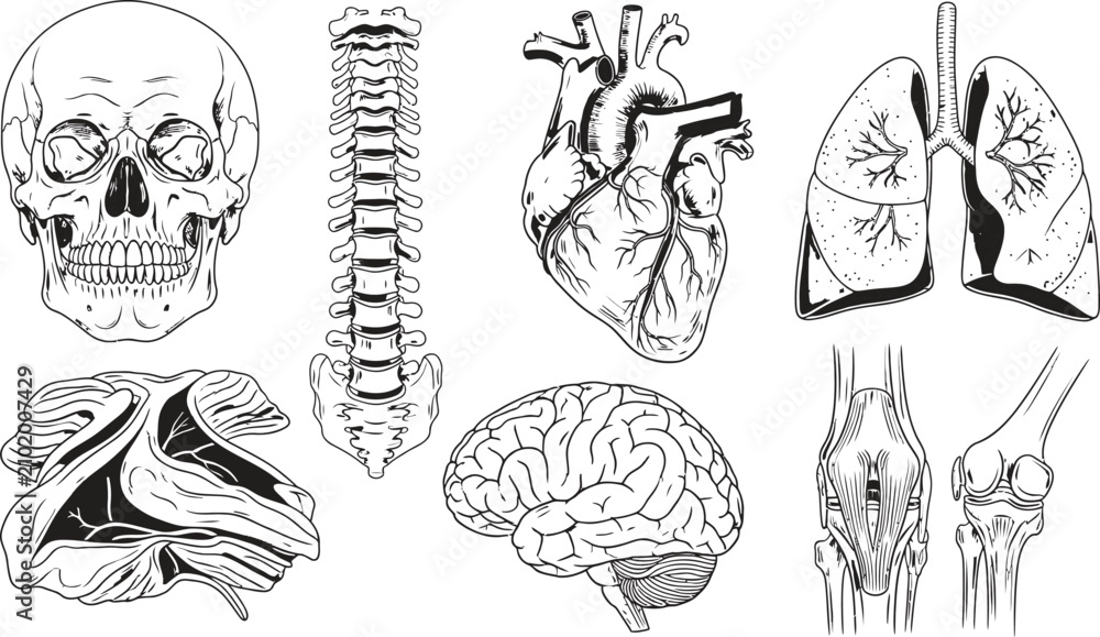 Obraz premium Collection of human anatomy illustrations including skull spine heart lungs brain and knee joint presented as detailed line art for medical and educational purposes