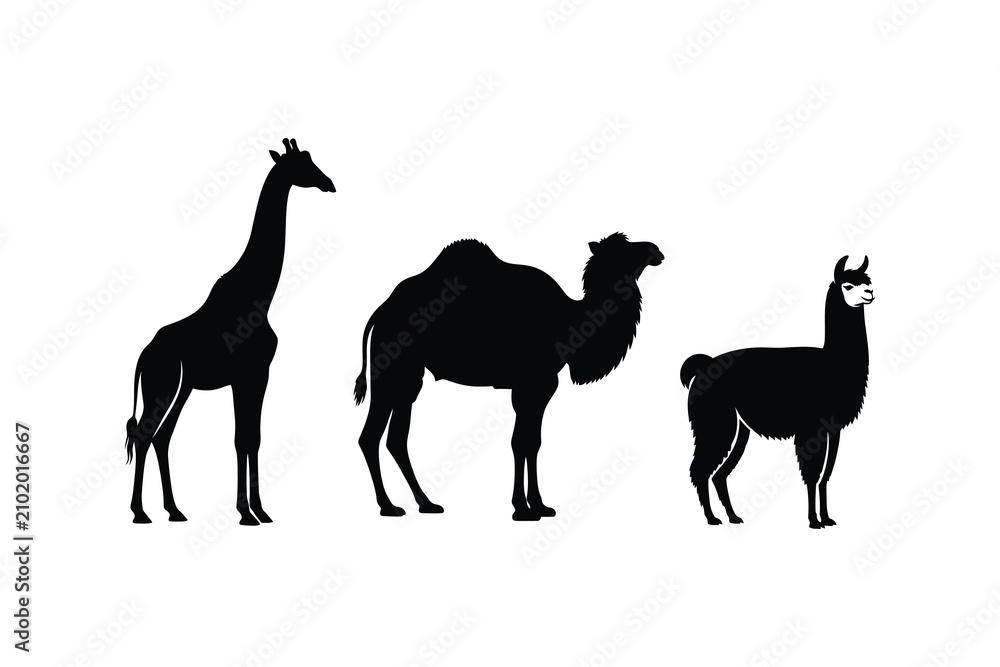 Fototapeta premium Giraffe Camel and Llama Silhouette Set Isolated on White