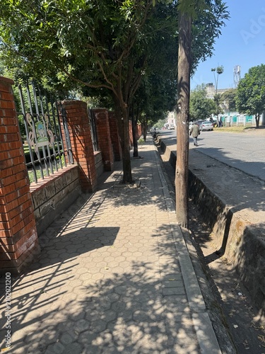 Fotografie Urban trees providing shade along a pedestrian walkway.