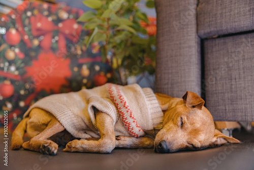 A miniature pinscher wearing a sweater sleeps on a dumbbell rug in a room.