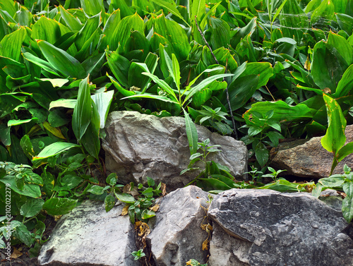 Plants grow in a shady spot amongst the rocks, which is typical of woodland or garden settings.