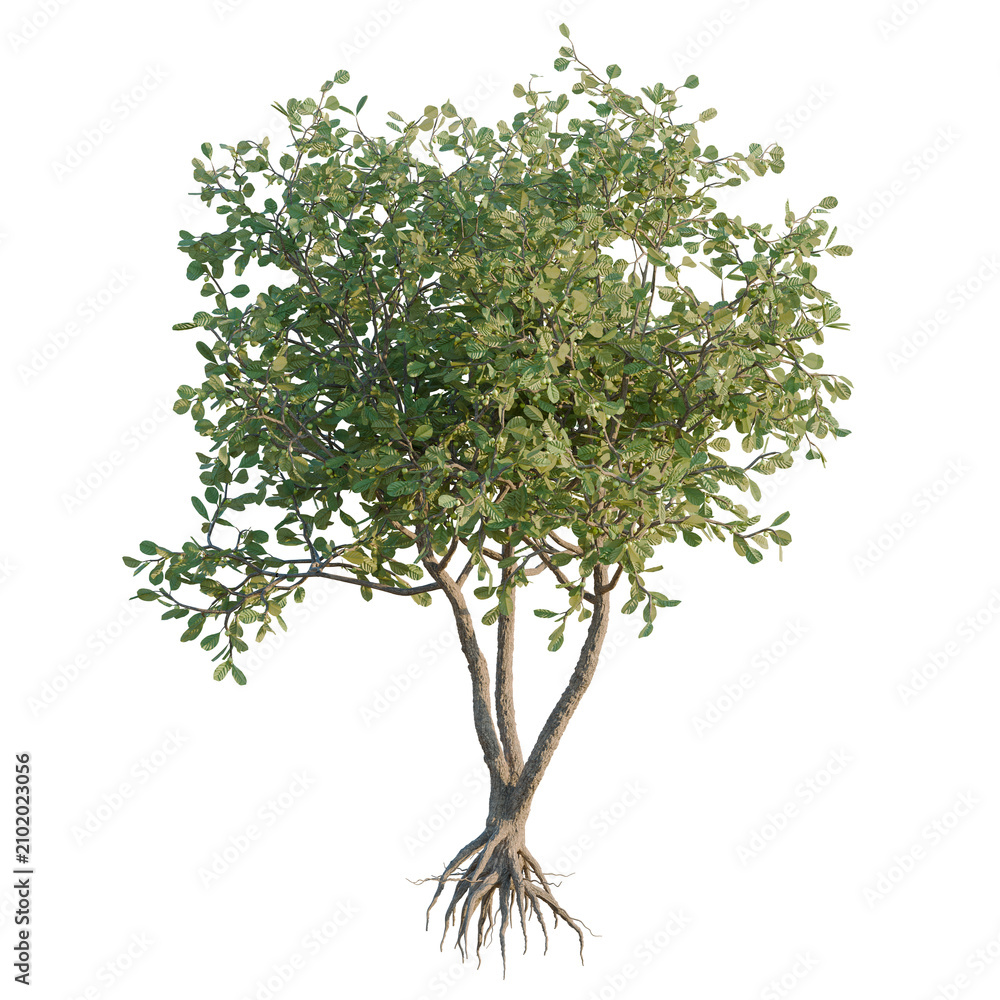 Obraz premium Clusia Rosea tree, elevation, front view, cutout, transparent background, isolate, 3D Render of a Lush Green Tree with Visible Root System on Black Background - Nature Illustration