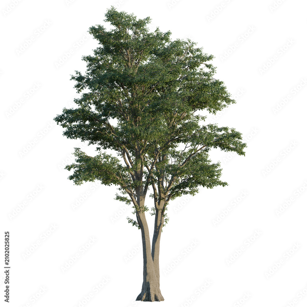 Fototapeta premium Tilia tree, elevation, front view, cutout, transparent background, isolate, Detailed Rendered Tree with Lush Green Foliage on a Black Background - Perfect for Design Elements