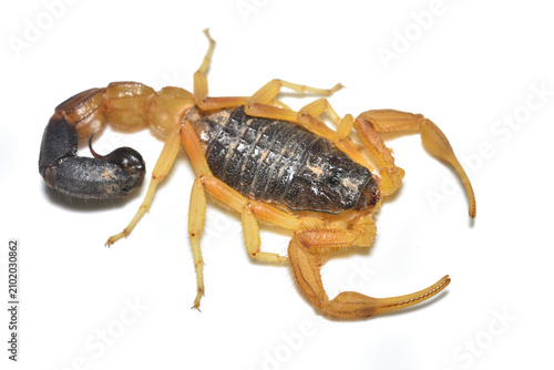 Obraz na plátne Closeup of the Arabian Black Tailed Scorpion Hottentotta scaber from Saudi Arabia, photographed on white background