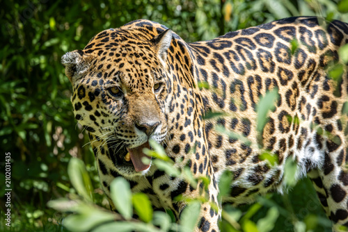 Jaguar