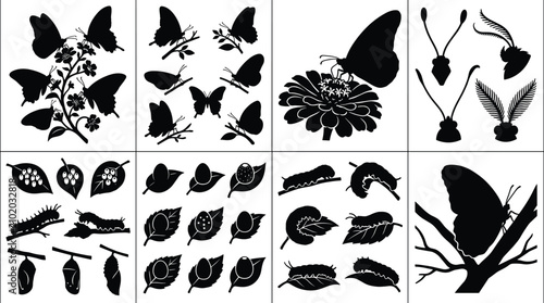 Canvastavla Butterfly life cycle and anatomy black silhouette vector icon set featuring cate