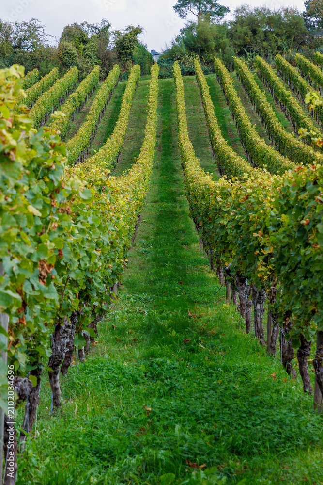 Obraz premium Symmetrical grapevines rows rising on a green hillside vineyard in Würzburg, Germany.