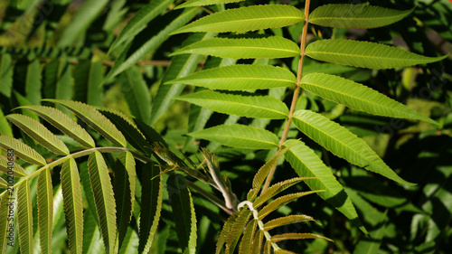 fresh green sumac tree leaves with sunlight